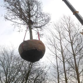 Planten van bomen