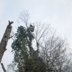 Snoeien van bomen